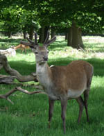 Richmond Park Deer